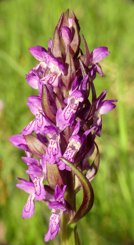 Il lago di Campotosto, orchidee, maltempo eschiarite! maggio/giugno 2023.